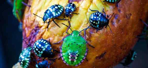 Cómo matar bichos apestos en el jardín