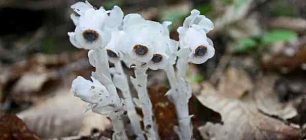 Qu'est-ce que le champignon indien de pipe - est-il sûr?