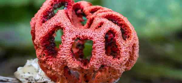 Quel est le champignon Stinkhorn - comment puis-je m'en débarrasser?