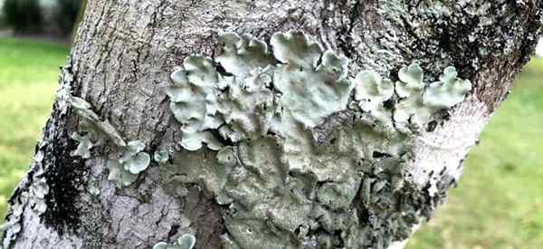 Apakah lichen di pohon buruk? Merawat pohon dengan lichen