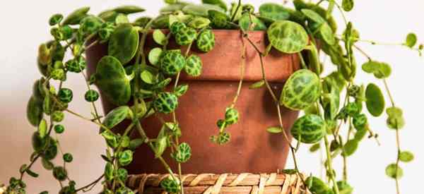 Comment propager la chaîne de tortues Peperomia prostrata