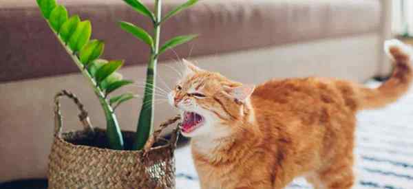 Les plantes ZZ sont-elles toxiques pour les chats?