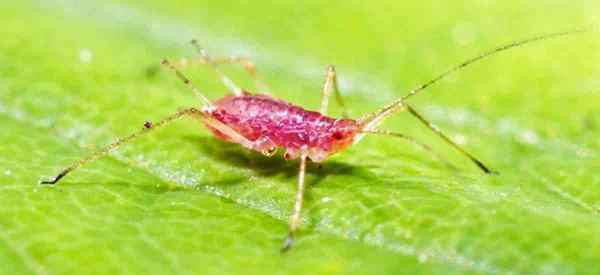 Aphid Kentang Cara Menghilangkan dan Mengawal Aphid Kentang