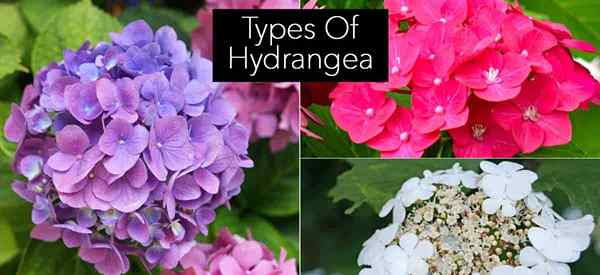 Jenis Hydrangea Plant Jenis Bunga, Mekar di Kayu Tua, Kayu Baru