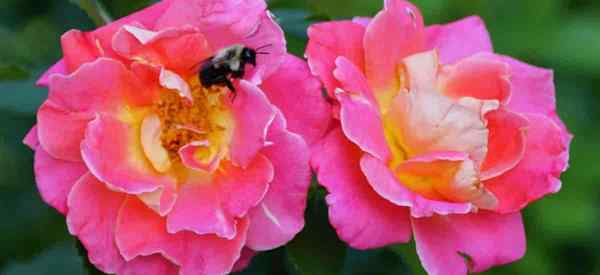 Tumbuh dan Peduli Pink Knockout Rose - Rosa Radcon