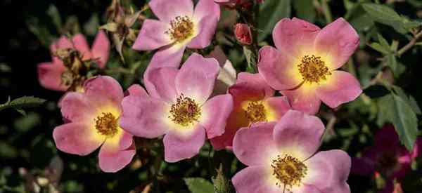 Growing Radcor Rainbow Knockout rosas