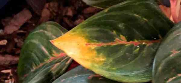 O que causa folhas amarelas na sempre -verde chinesa (aglaonema)?