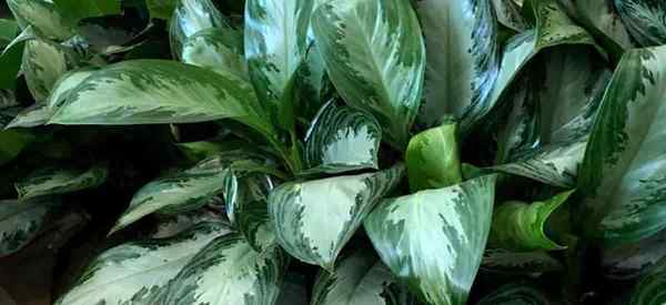 Aglaonema Silver Bay wächst und sorgt