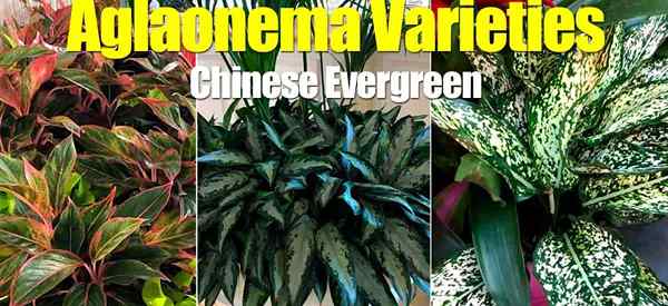 Top Aglaonema Variétés pour grandir et collecter