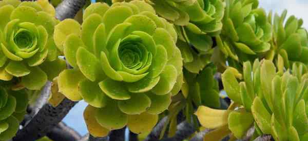 Aeonium Arboreum Crescendo e cuidando