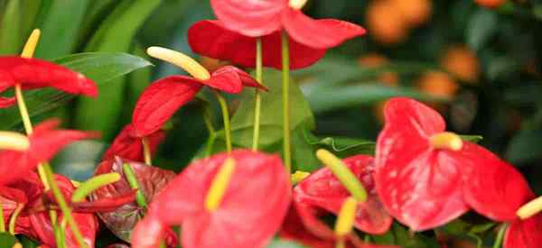 Cómo cuidar las plantas de Anthurium