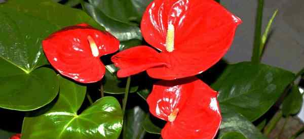 Cómo cuidar las plantas de Anthurium en interiores