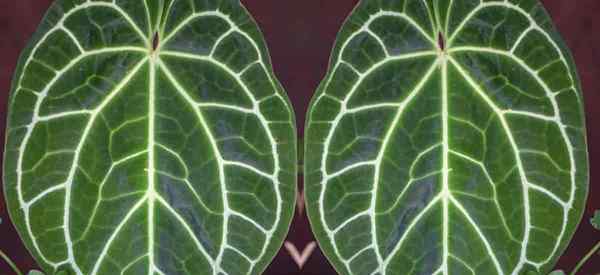 Anthurium cristallinum pousse et soins