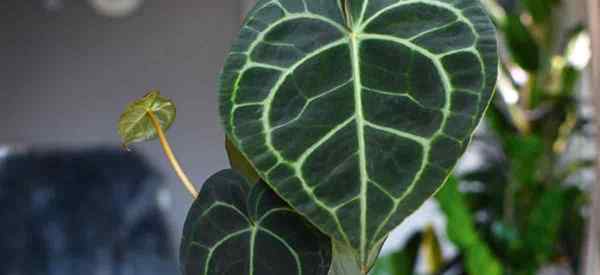 Anthurium Clarinervium Tumbuh dan Perawatan