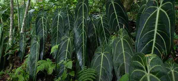 Queen Anthurium Warocqueanum Berkembang dan Penjagaan