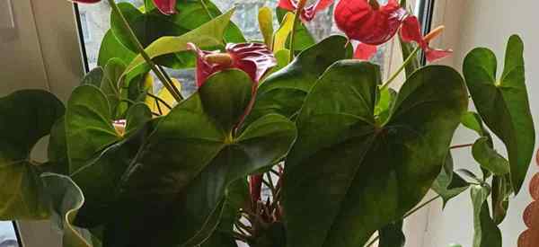 Merepotting tanaman anthurium - kapan dan bagaimana