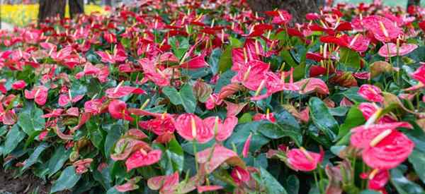 Popularne odmiany anthurium do rozwoju i zbierania