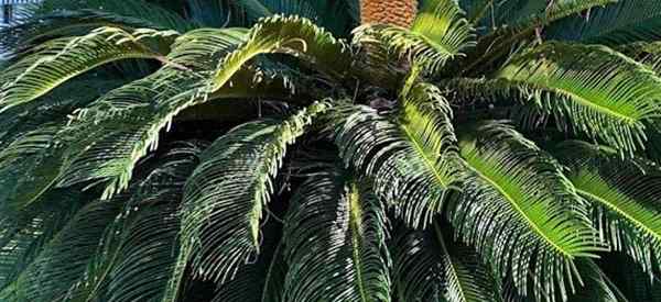Comment se débarrasser des taches blanches sur les plantes de palmier sagou