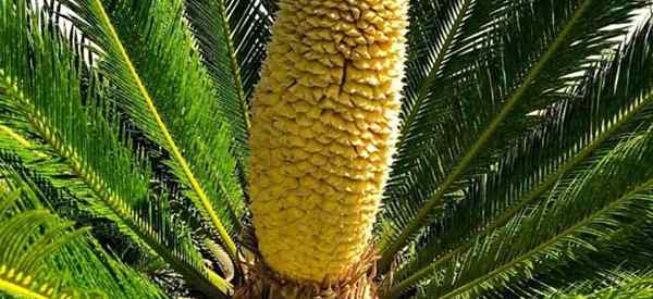Sagu Sagu Palm Berbunga untuk Menghapus Kepala Bunga Sagu