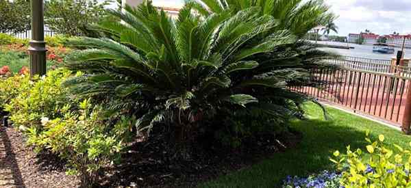 Le palmier du sagou est-il une plante toxique ou toxique?