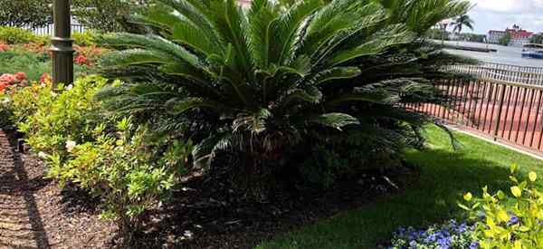 De quel type de sol les plantes de palmier du sagou ont-elles besoin (cycad révoluta)