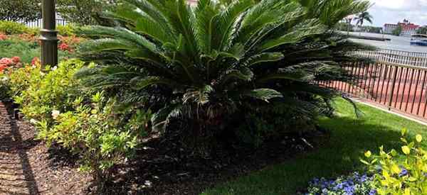 Que tipo de solo o sagu as plantas de palmeira precisam (Cycad Revoluta)