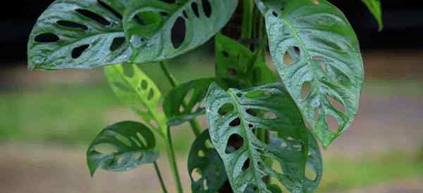 Monstera obliqua tumbuh dan peduli