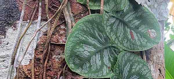 Monstera Dubia Vine wächst und sorgt