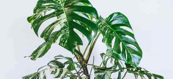 10 tipos populares de plantas e videiras monstera