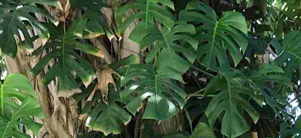 Monstera Borsigiana en crecimiento el más pequeño Monstera deliciosa