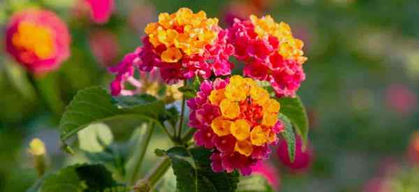 7 raisons pour lesquelles votre Lantana ne fleurit pas?