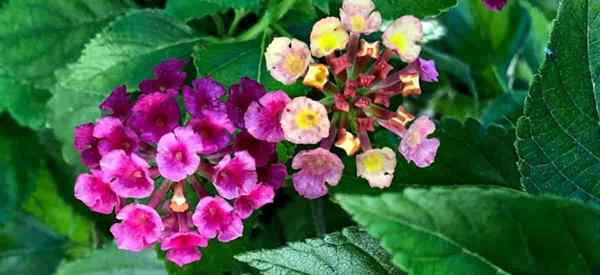 Lantana é uma planta perene ou anual?