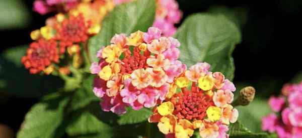 Jenis warna Lantana, saiz & tabiat pertumbuhan