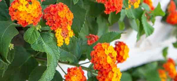 Propagation de Lantana 3 façons de commencer et de propager les plants de Lantana