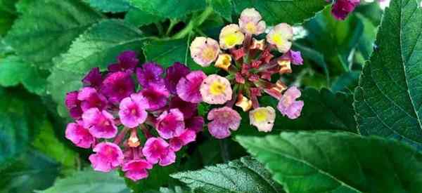 Podando los arbustos de Lantana cómo y cuándo podar Lantana