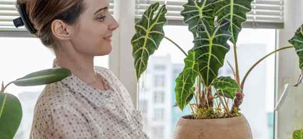 Berkembang Alocasia Polly menjaga Polly Alocasia Amazonica