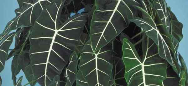 Cuidado de la Alocasia Frydek Velvet Micholitziana Cultivo de cultivo