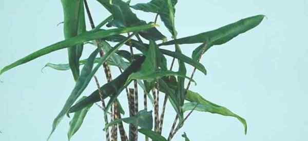 Cómo crecer y cuidar a la Alocasia Zebrina