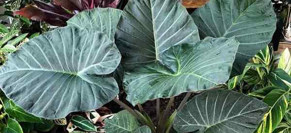 Regal Shield Alocasia cultivando y cuidado