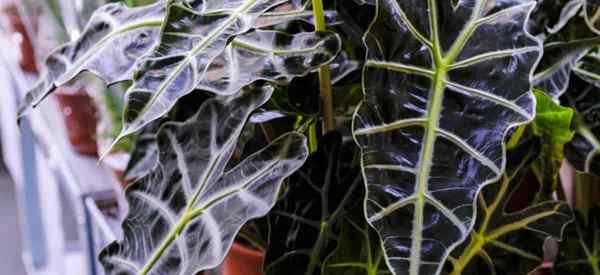 Como crescer e cuidar da alocasia amazonica