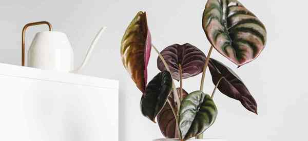 Copper Leaf Alocasia Cuprea Cultives et Conseils de soins