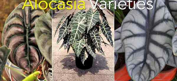 Más de 20 variedades de Alocasia populares para crecer y recolectar