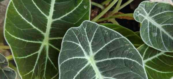 Panduan Penyebaran Alocasia Cara Menyebarkan Tumbuhan Alocasia