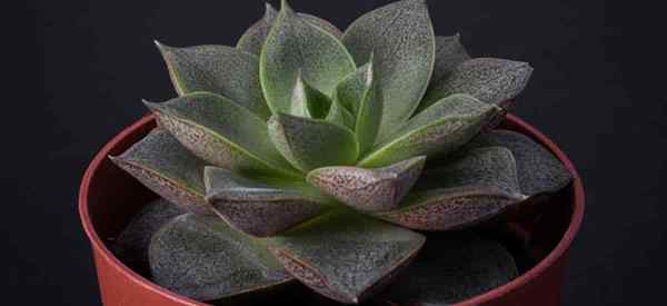 Como crescer e cuidar de Echeveria purpusorum