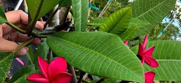 Qu'est-ce que Plumeria Rust Fungus et comment le traiter?