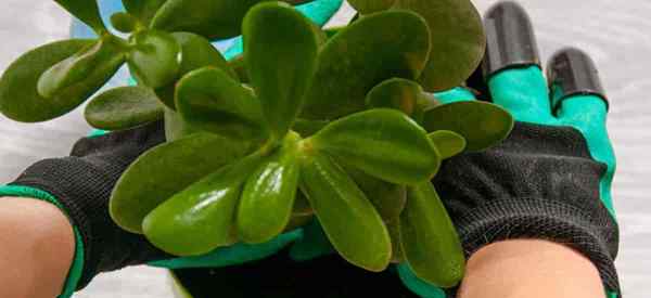 Cara Repot Tumbuhan Jade