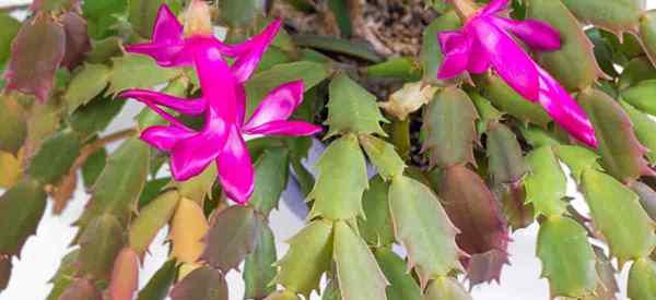 À quels problèmes et maladies font-ils face au cactus de Noël?