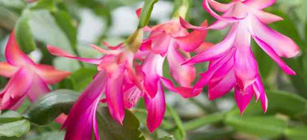 Pourquoi mon cactus de Noël est-il flétri - va-t-il encore fleurir?