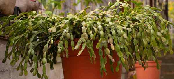 ¿Puede el cactus navideño crecer al aire libre??