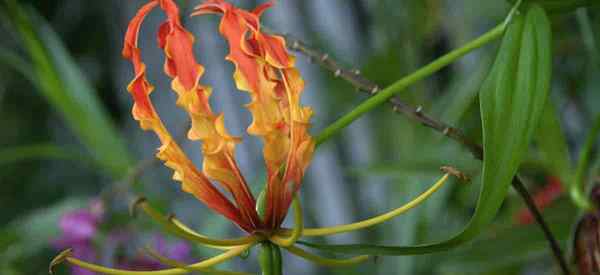 Mi planta de lirio gloriosa no florecerá, por qué?